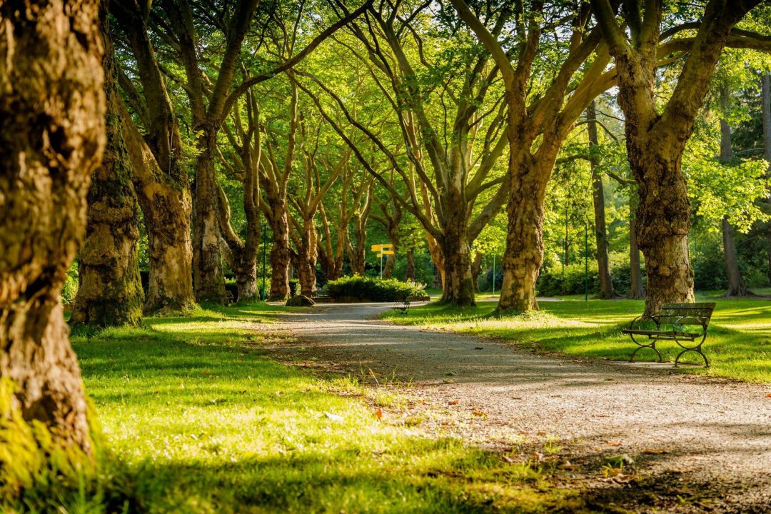 River Road Estates A park bench surrounded by lush green grass and trees, inviting relaxation in a serene outdoor setting.